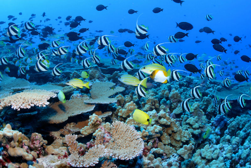 La geoingeniería climática puede salvar los arrecifes de coral