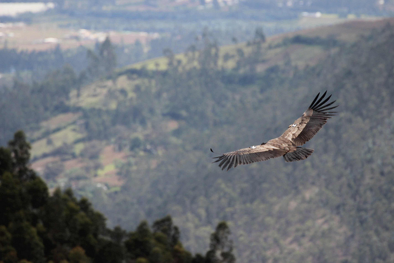Cóndor ‘Polito’ fue liberado con un rastreador satelital