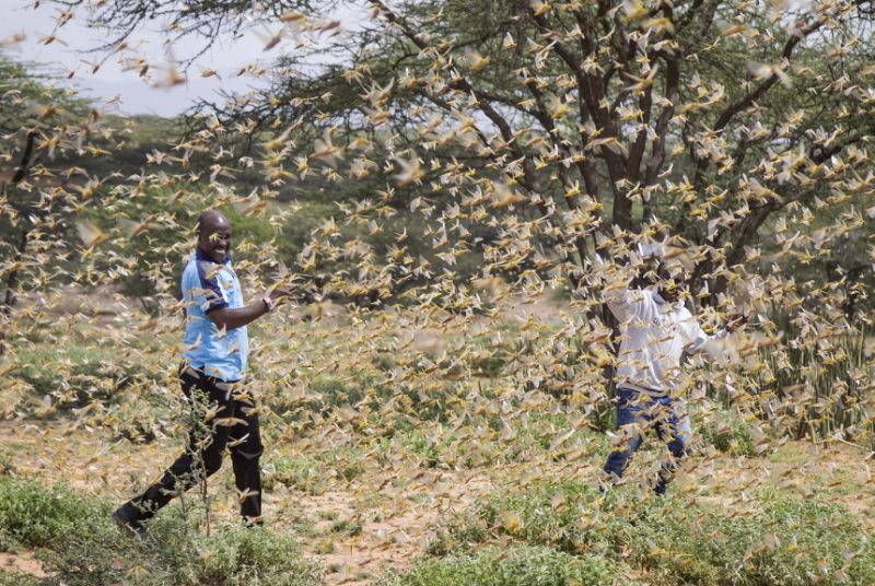 Crece y avanza enorme plaga de langostas en África oriental