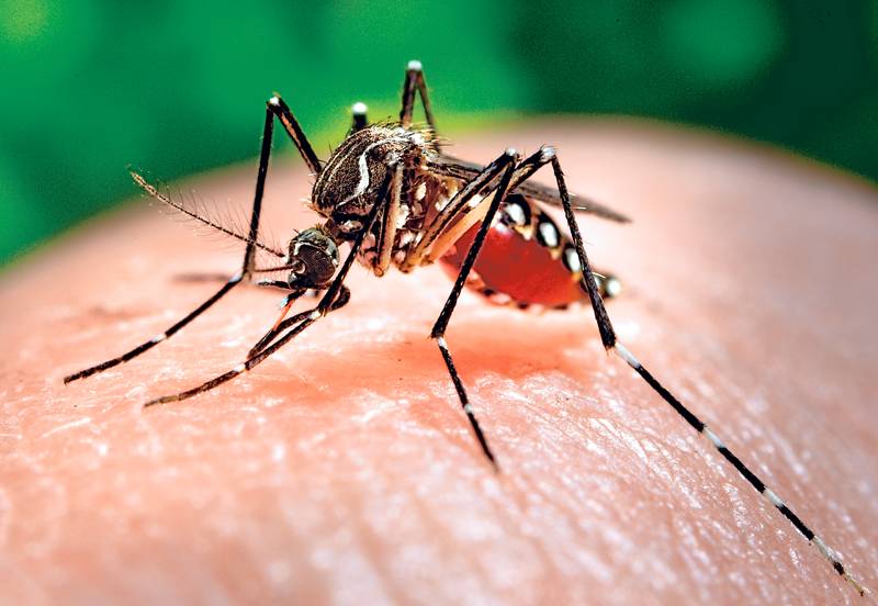 Ministerio de Salud confirma dos casos importados de Zika en Ecuador