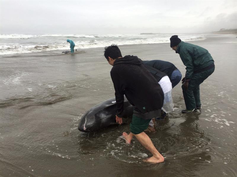 Unos 150 delfines quedan varados en una playa de Japón