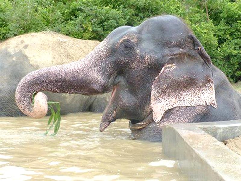 (VIDEO) Raju, el elefante que lloró tras su rescate, es oficialmente libre