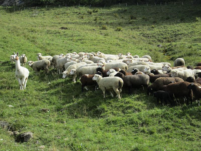 La llama, nuevo guardián de los rebaños de ovejas en Suiza