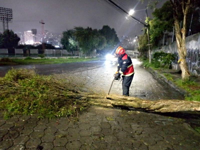 Caída de un árbol en El Batán, norte de Quito.