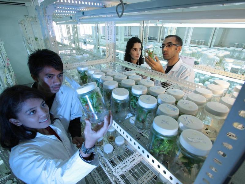 Estudian uso de planta nativa de Colombia en tratamiento contra hipertensión
