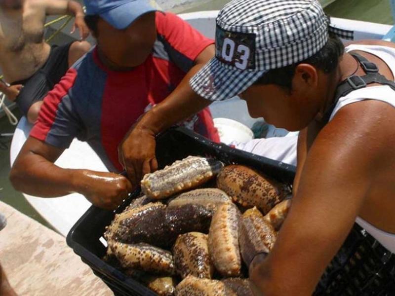 Ecuador impone veda a la pesca del pepino de mar por fin de cuota