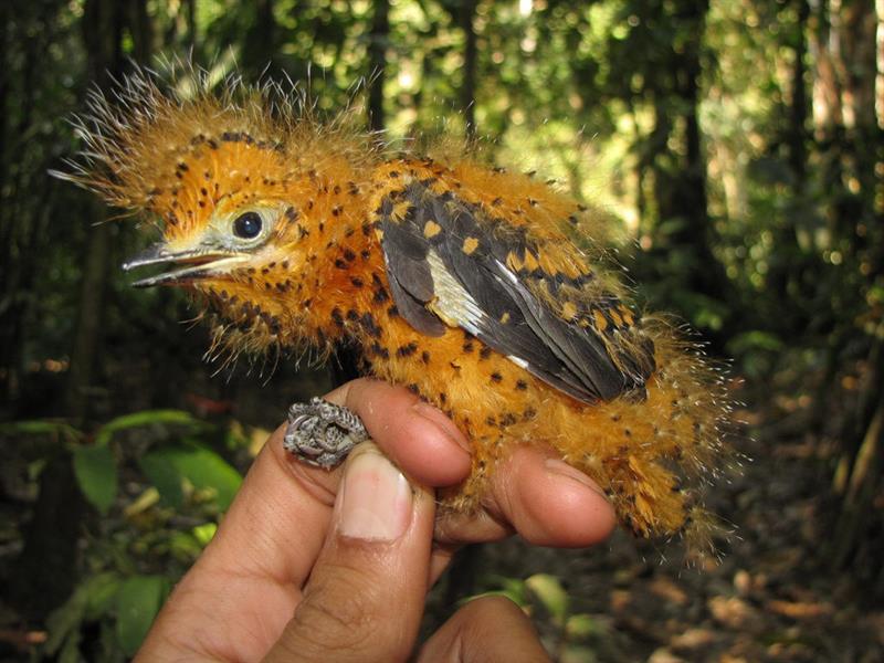 Un polluelo de la Amazonía sobrevive &quot;camuflándose&quot; como una oruga venenosa
