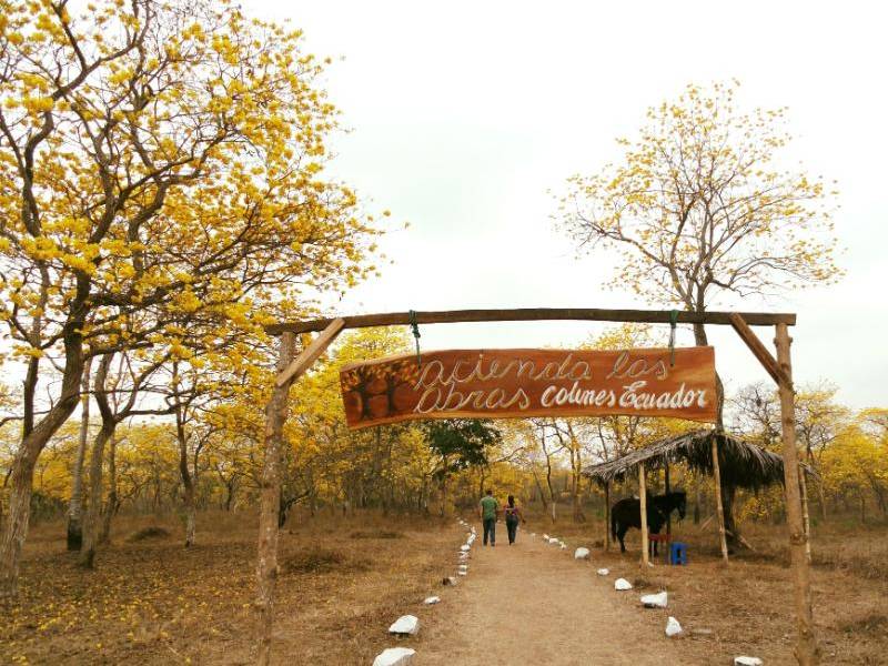 Los guayacanes florecerán en Colimes este fin de semana