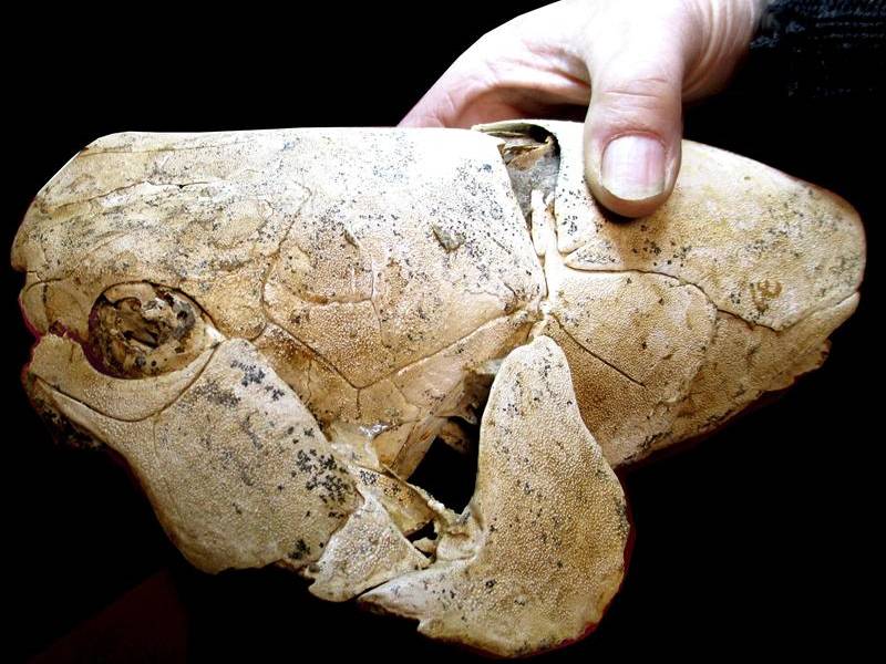 Hallan en Australia fósiles de musculatura vertebrada más antigua del planeta