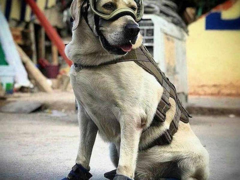 Celebridades aplauden labor de Frida