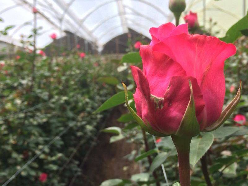 Recorra la belleza de Cayambe y sus tradiciones