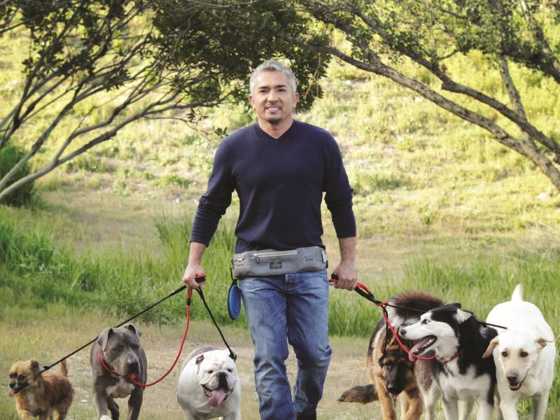 Ecuavisa te lleva a ver a César Millán, el “Encantador de Perros”