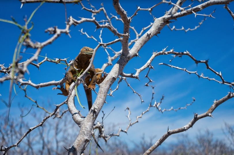 Confirman adaptación de 2.139 iguanas reintroducidas en isla de Galápagos