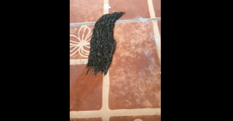 Un raro &#039;monstruo&#039; genera sensación en la Red