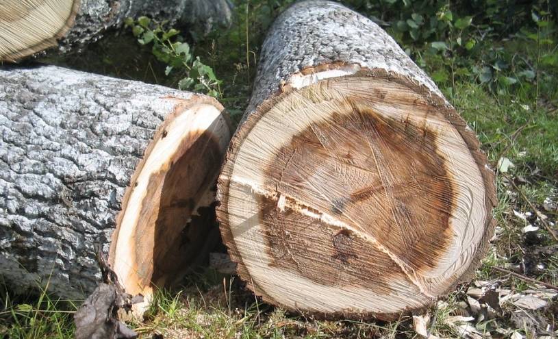 Panamá suspende por un año permisos para talar árboles