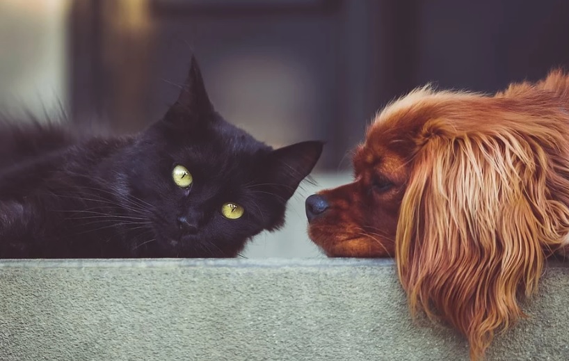Las personas podrían transmitir el virus a mascotas, según un informe español