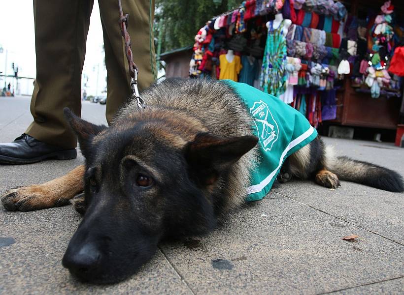 Rusia adiestra a 15 perros para detectar el coronavirus en aeropuertos