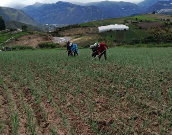 Paro en Ecuador: En lugar de exigir subsidio a combustibles, se debería apuntar a los fertilizantes