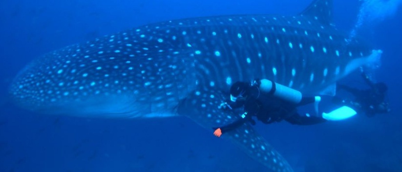 Se realiza el primer ultrasonido a tiburones ballena en las islas Galápagos