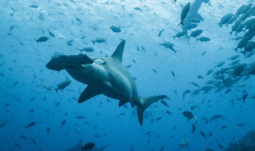 La travesía de un tiburón martillo: de Galápagos a Cocos a 50 km por día