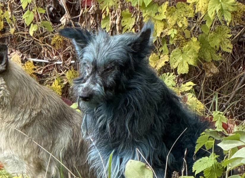Los canes de pelaje azules aún no han podido ser rescatados.