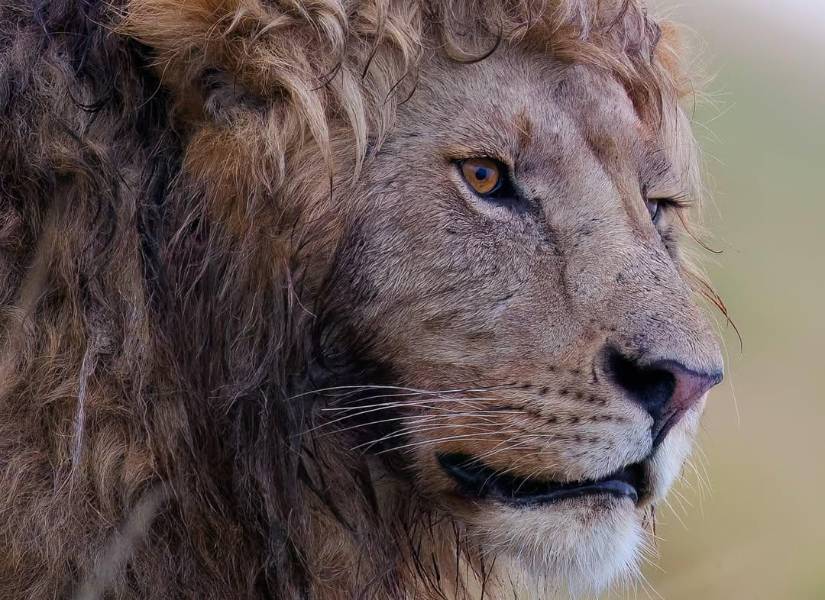 Imágen de la melena ondulada de Nzuri.