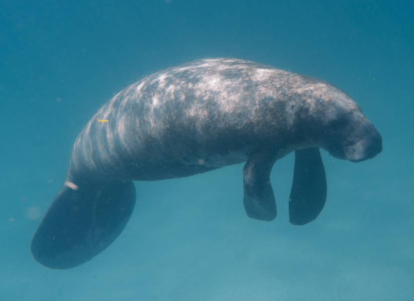 Imagen referencial de un manatí. El caso de Hugh, nombre del animal, fue revelado por Mote Marine Laboratory and Aquarium de Sarasota esta semana.