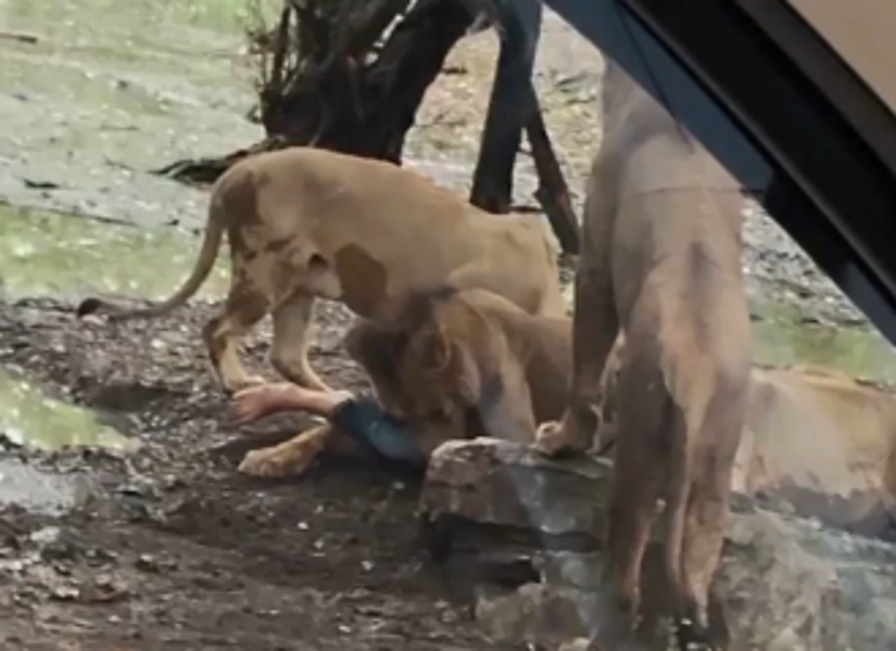 Manada de leones atacaron a cuidador