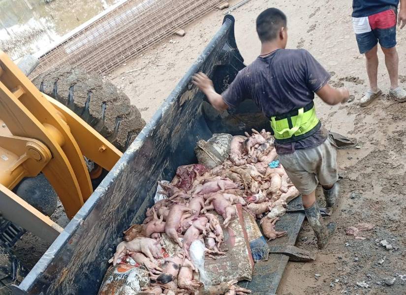 Los cuerpos de los cerdos son recogidos con una retroexcavadora en una granja porcina de Zamora.
