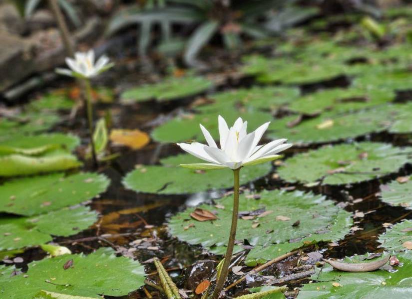 La naturaleza se muestra en su máxima expresión dentro del Jardín Botánico de Guayaquil