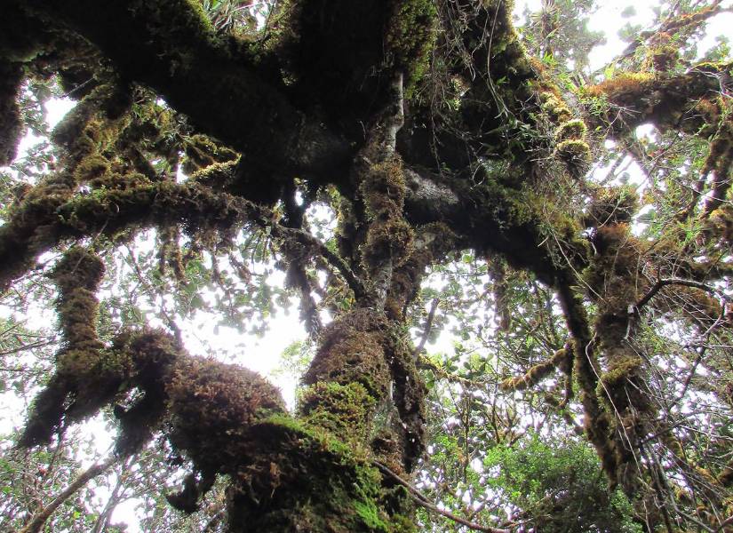 Árboles en el Cerro Candelaria.