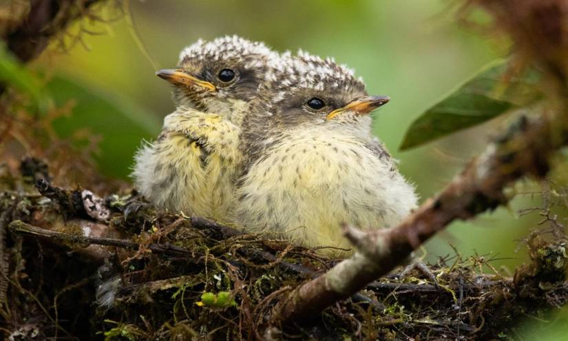 Nacen siete pájaros brujos en Galápagos, amenazados por la mosca vampiro aviar