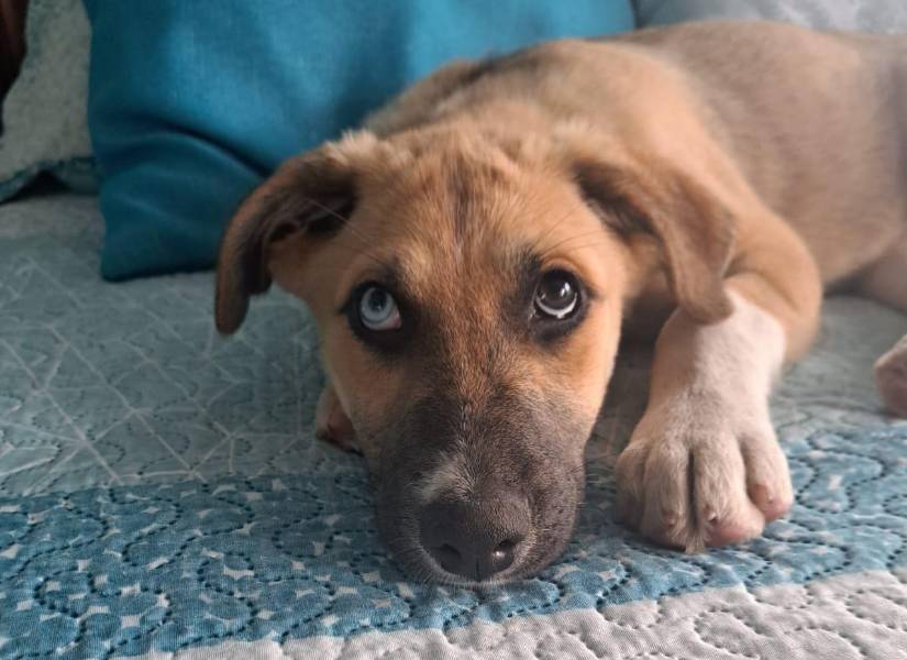 Perro viendo hacia arriba