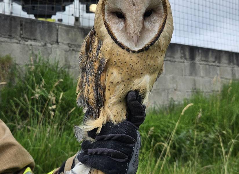 Cuenca, Ecuador, 30 de mayo de 2025 | Rescate del búho que se quedó atrapado en una malla metálica.