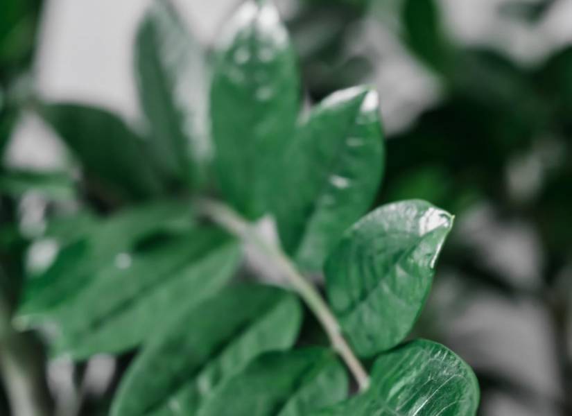 La Zamioculca es una planta versátil a cualquier ambiente.
