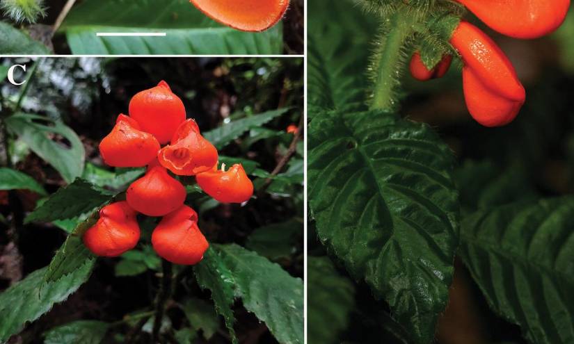 La planta se creía extinta desde 1980.