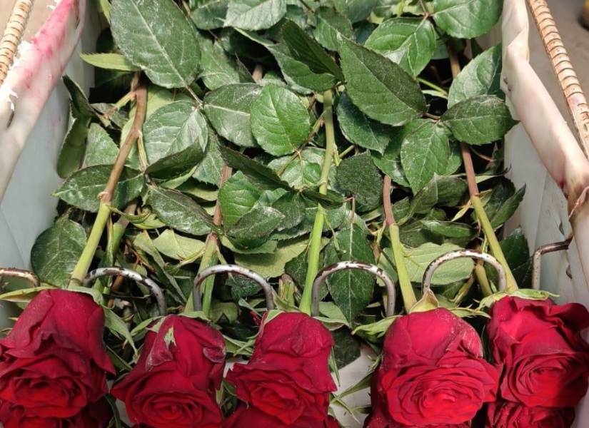 Pichincha concentra el 66 % de la producción florícola de Ecuador