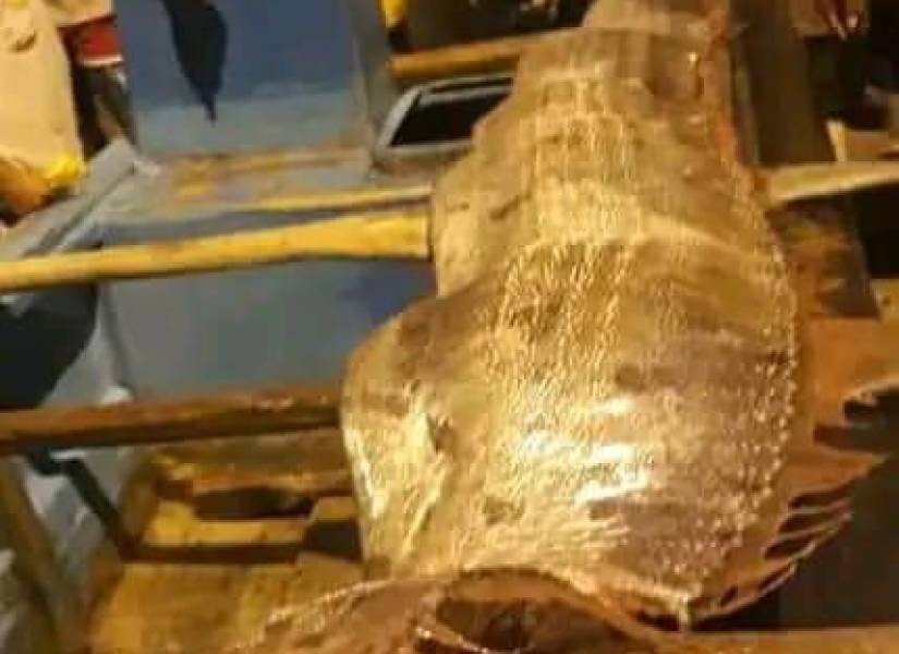 Encuentran gigantesco pez remo en playa de Esmeraldas, reportan moradores