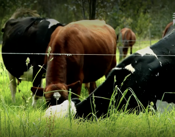 Contaminación por ganadería acelera el cambio climático ¿qué hacer?
