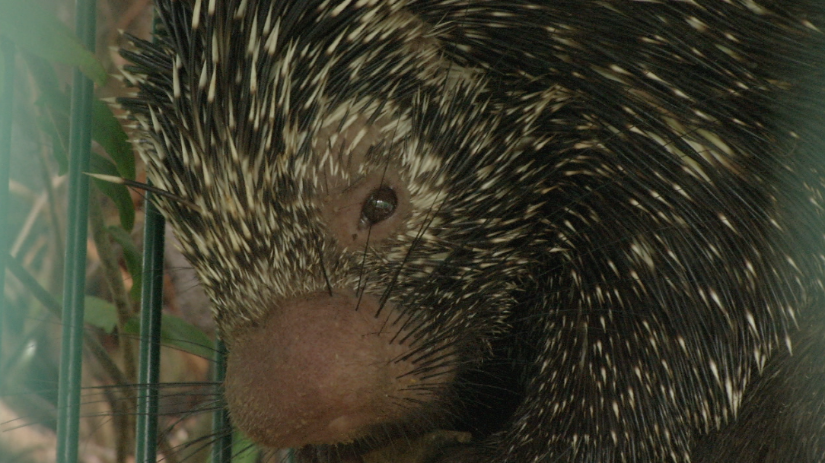 Uno de los especímenes rescatados en Ecuador.