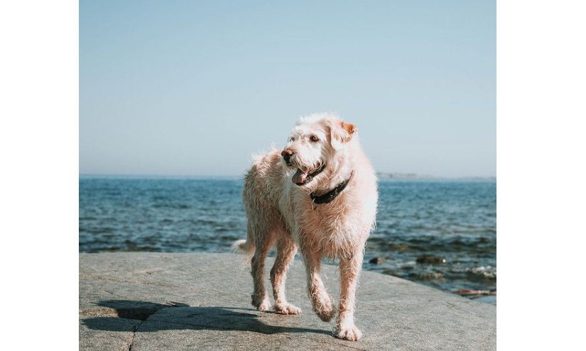 Fallece Arthur: el perro ecuatoriano que conmovió al mundo