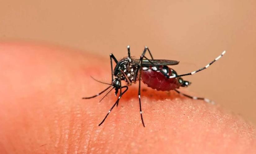 Municipio de Guayaquil declaró alerta epidemiológica por el dengue