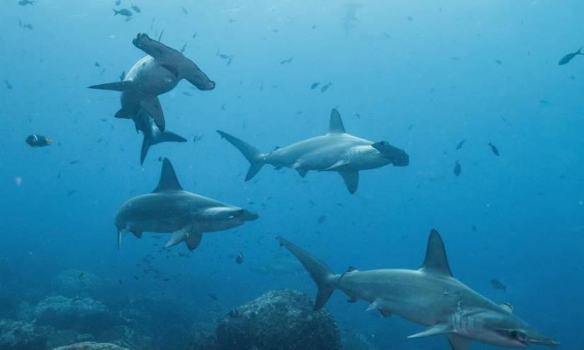 La pesca incidental de tiburones en Ecuador: ¿quién tiene la competencia?