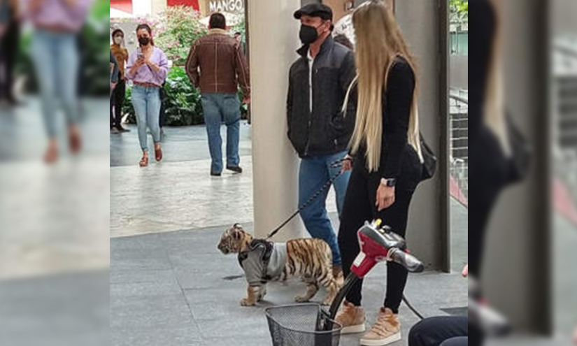 Mujer que pasea a cachorro de tigre enciende las redes sociales en México