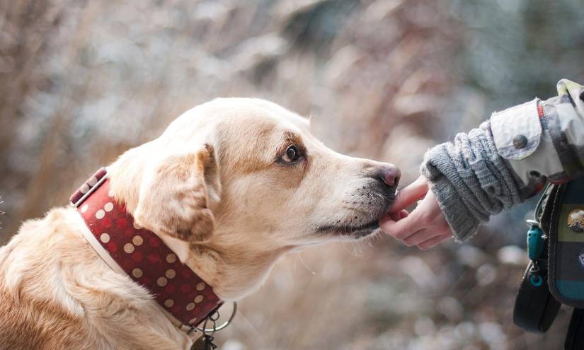 El aroma es parte fundamental de la memoria canina.