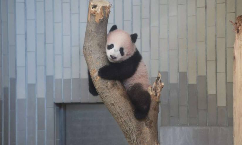 La panda Xiang Xiang, el nuevo 