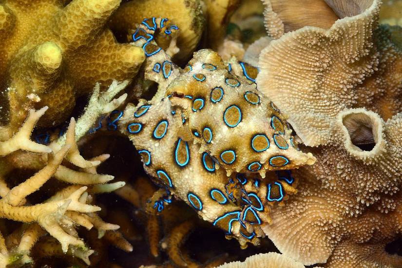 Los pulpos de anillos azules, considerados entre las criaturas marinas más venenosas del planeta.