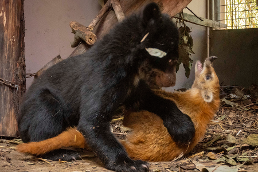 La osa andina juega con otros animales.