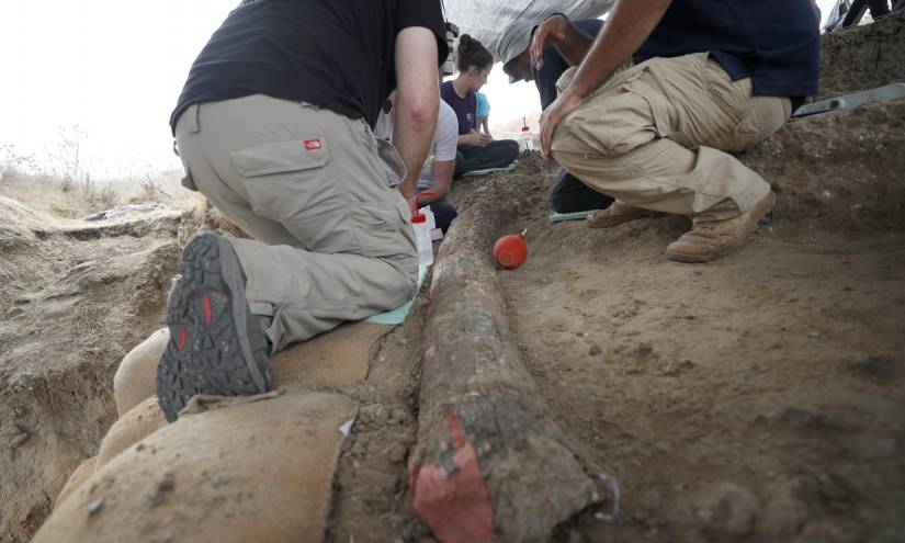 Empleados de la Autoridad de Antigüedades de Israel (IAA) descubren un colmillo de elefante de 2,40 metros de largo cerca de Gedera, en el sur de Israel.