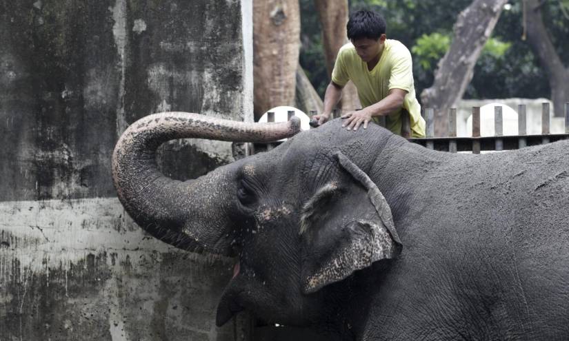 Fotografía de archivo de la elefanta Mali en el Zoológico de Filipinas, en 2012
